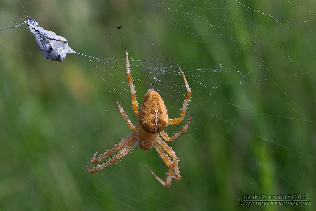 Araneus diadematus  - Cantagallo (PO)
